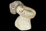 Fossil Heteromorph (Nostoceras) Ammonite - Madagascar #129522-2